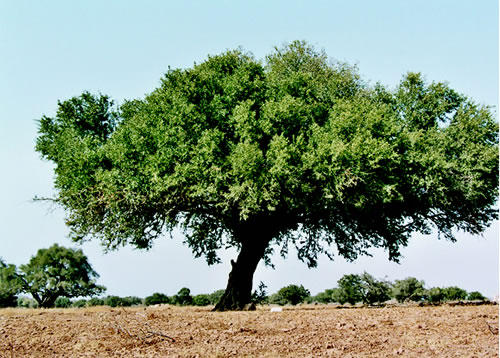 اليونسكو تدرج شجرة الأركان ضمن التراث الثقافي غير المادي للإنسانية