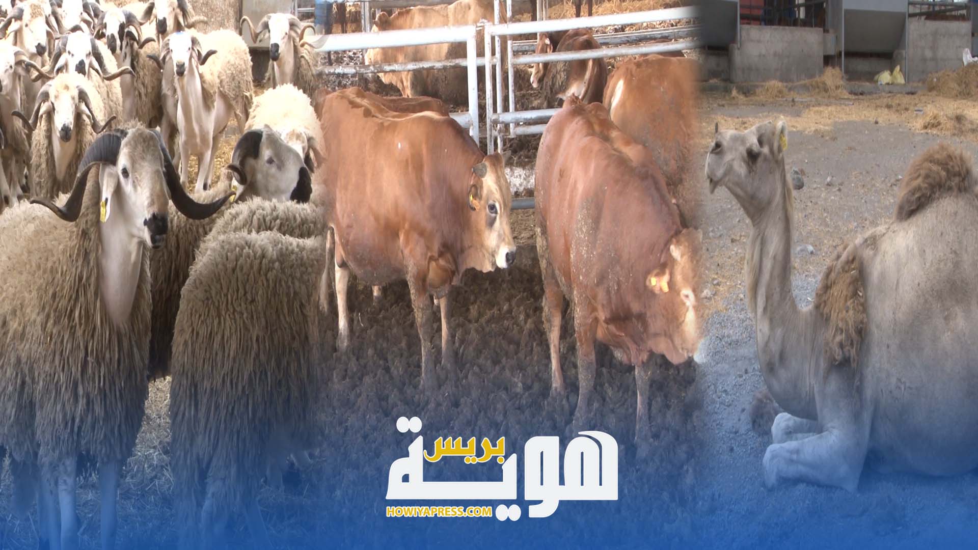 مع اقتراب عيد الأضحى.. الضيعات تستهوي الباحثين عن الأكباش والأبقار والإبل