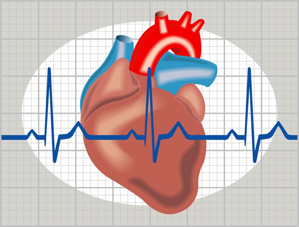 الطبيعي دقات القلب كم معدل