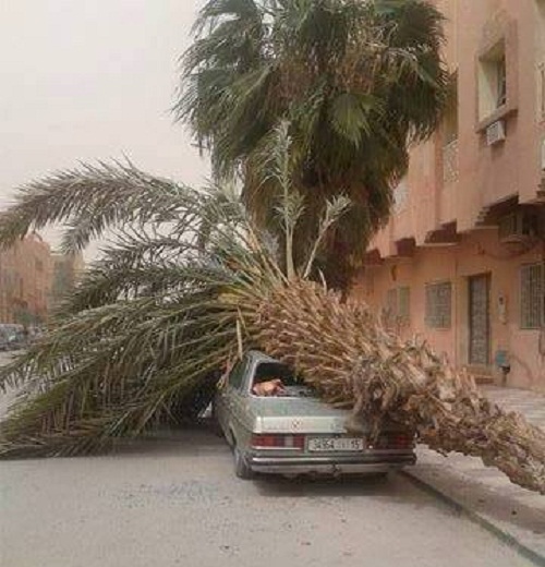 بسبب «رياح عاصفية» نخلة تسقط على سيارة مخلفة أضرارا بها في أرفود