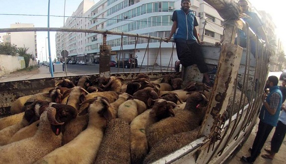 أكثر من 100 أسرة أرملة ويتامى استفادت من مبادرة «أضحية عطاء» التي وزعت أزيد من 130 أضحية في سبعة مدن