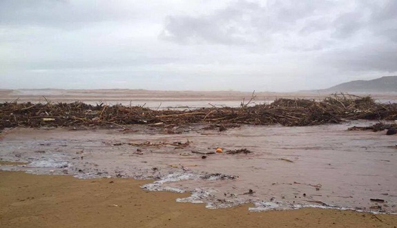 شاطئ أكادير يلفظ بقرة وأعمدة وأعشاب جرفتها سيول الفيضانات (صور)