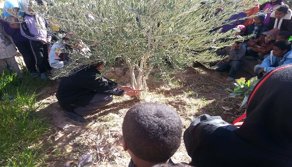 مدرسة قصبة مولاي أحمد الذهبي بالريصاني تنظم نشاطا تربويا فلاحيا