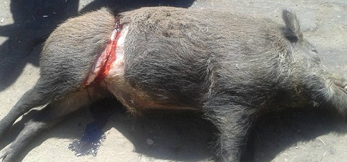 تعليقات السلويين على جثة الخنزير التي وجدت مرمية في أحد شوارع سيدي موسى