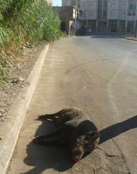 تعليقات السلويين على جثة الخنزير التي وجدت مرمية في أحد شوارع سيدي موسى