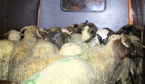 أزيد من 140 أسرة استفادت من مشروع «أضحية عطاء» في نسخته الثالثة