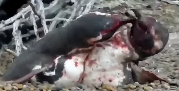 فيديو غيرة البطريق وقتاله بعد خيانة أنثاه