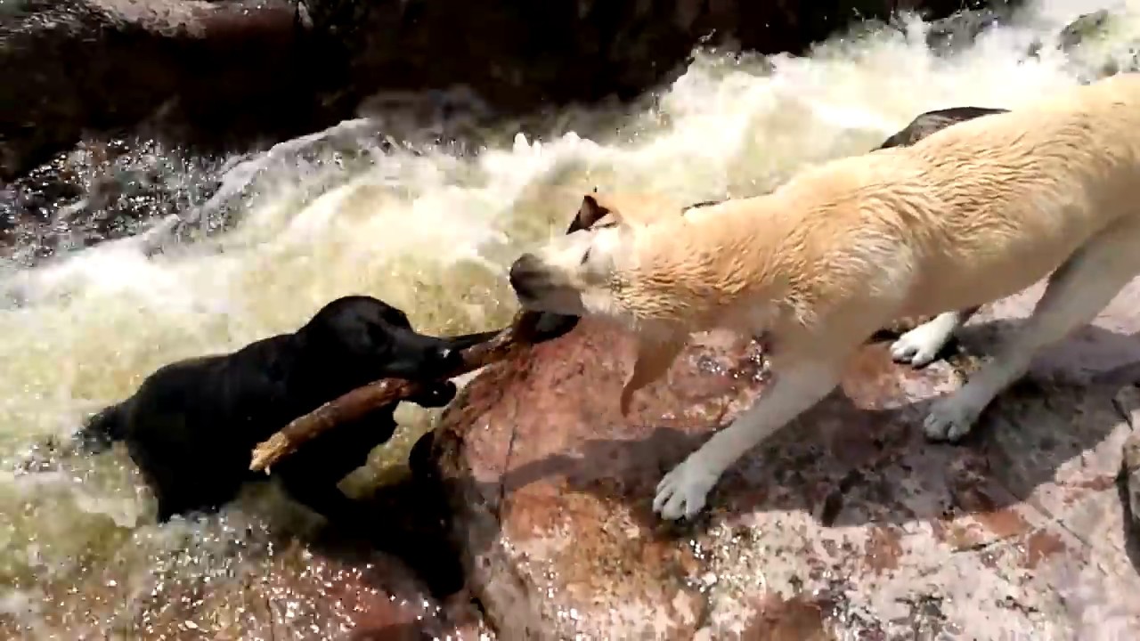 Спаси собаку можно. Животные спасают друг друга. Спасение животных из воды.