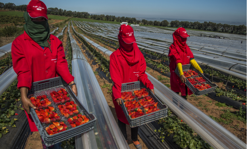 وزارة الشغل: إسبانيا ترغب في تشغيل أزيد من 16 ألف عاملة مغربية بحقول الفراولة والفواكه الحمراء