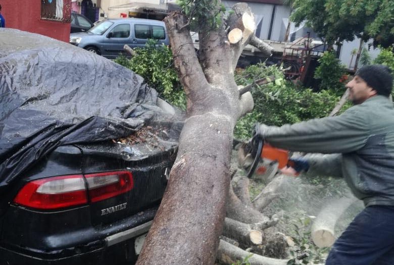 بالصور.. سقوط شجرة على مجموعة سيارات بحي تابريكت بسلا
