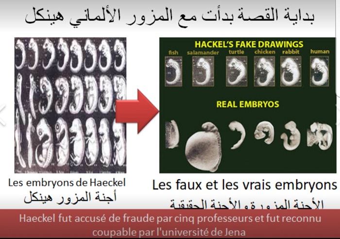 د. بورباب: كل الأشكال المقدمة لوجود أسلاف الإنسان مزورة وبلا استثناء