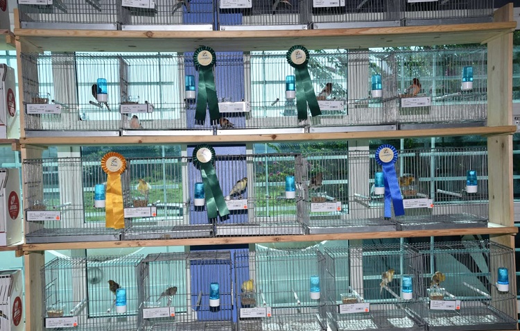 تتويج أحسن مربي الطيور في المغرب