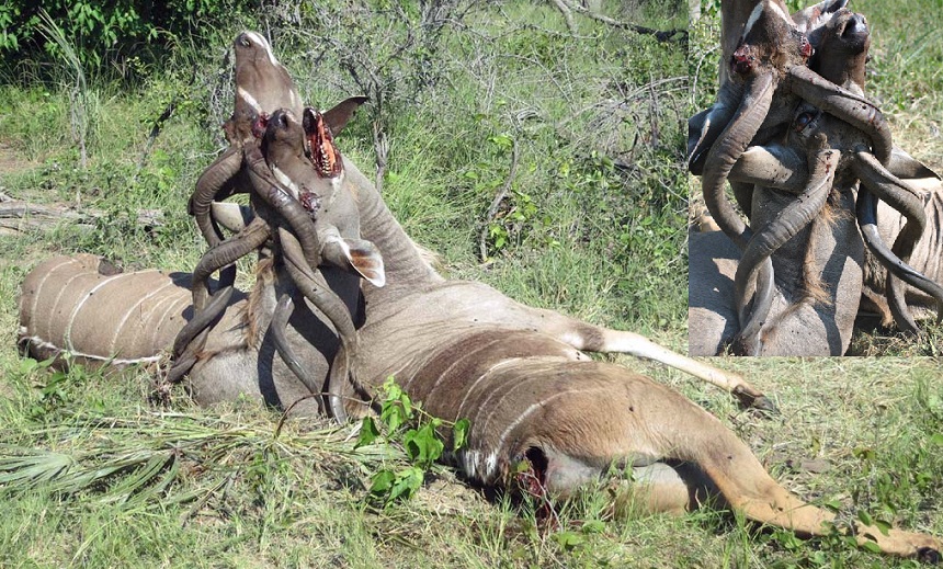 صورة.. اختلفا فتصارعا فماتا رغم رفع أنوفهما إلى الأعلى