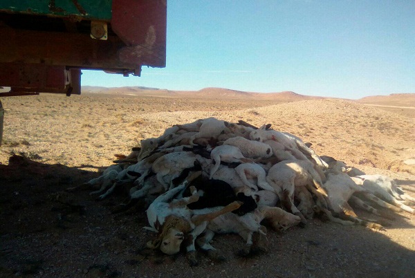 صور.. مرض فتاك يصيب خرفان الغنم نواحي تندرارة (الزريگات) إقليم فگيگ
