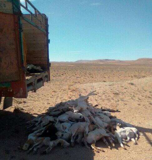 صور.. مرض فتاك يصيب خرفان الغنم نواحي تندرارة (الزريگات) إقليم فگيگ