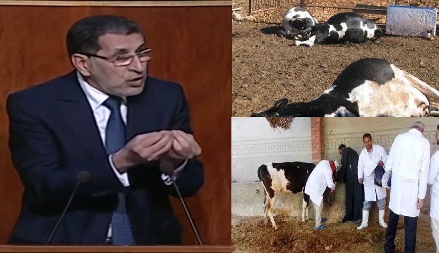 فيديو.. العثماني يؤكد على تعويض الفلاحين المتضررة أبقارهم من الحمى القلاعية من 5 إلى 25 ألف درهم