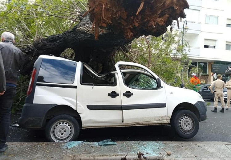 صورة.. سقوط شجرة بأكدال-الرباط على سيارة بعدما اقتلعتها الرياح الشديدة