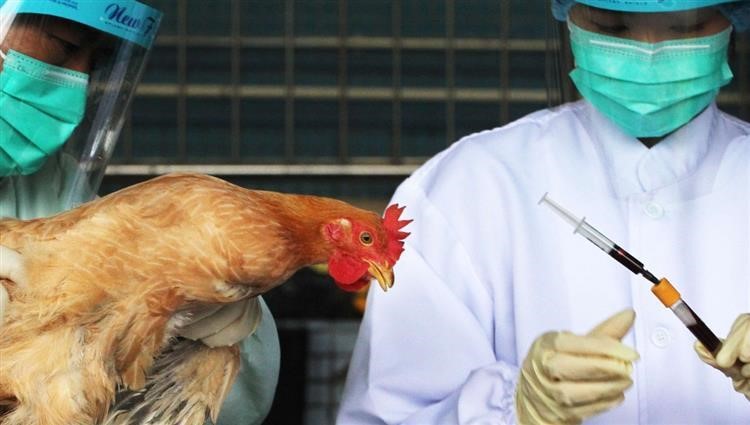 تفشي أنفلونزا الطيور في الصين