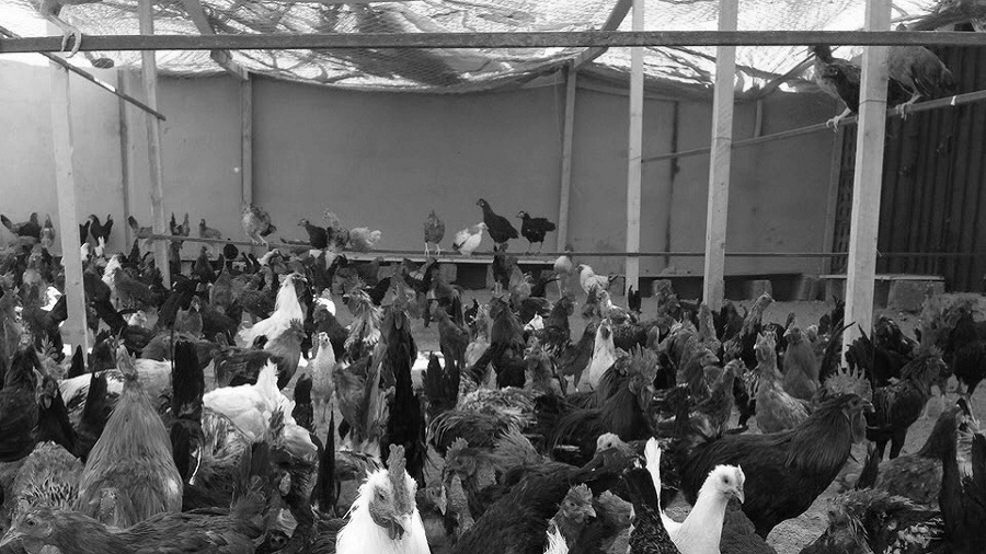 بيض الدواجن من صادرات المغرب بين 1909م و1911م