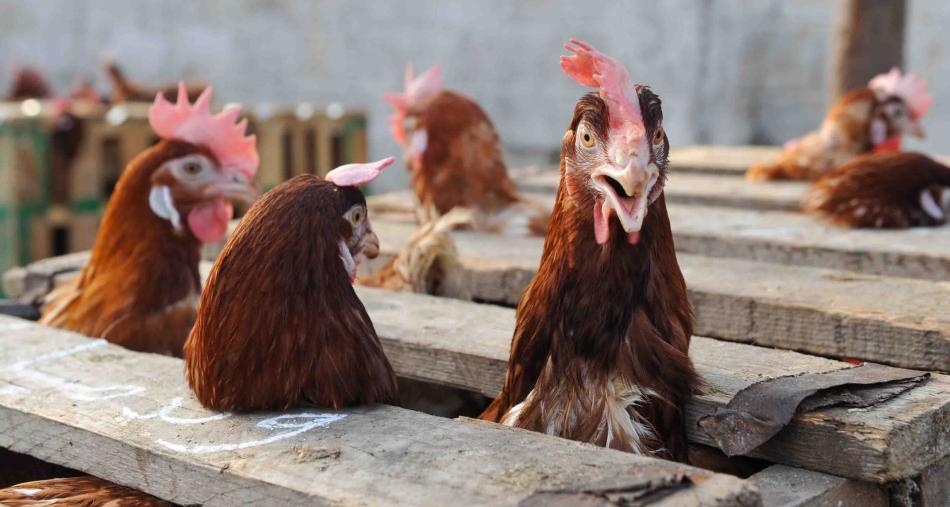 تغيير جديد في أسعار الدواجن