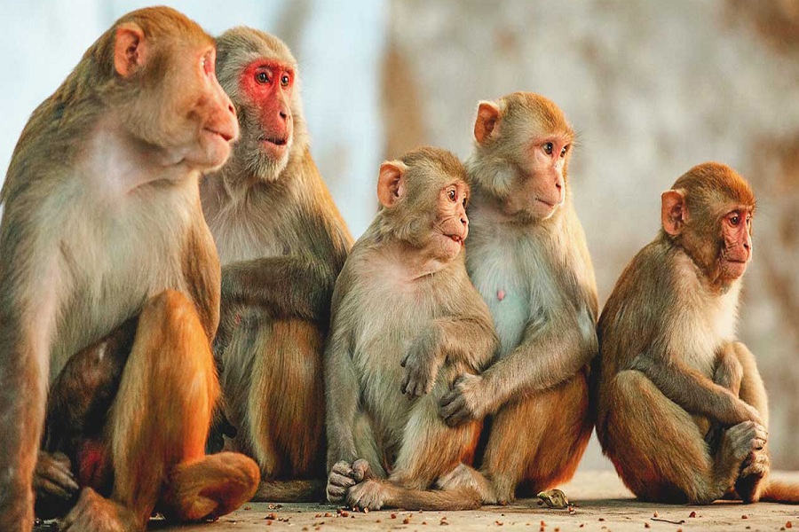 جدري قردة قرود