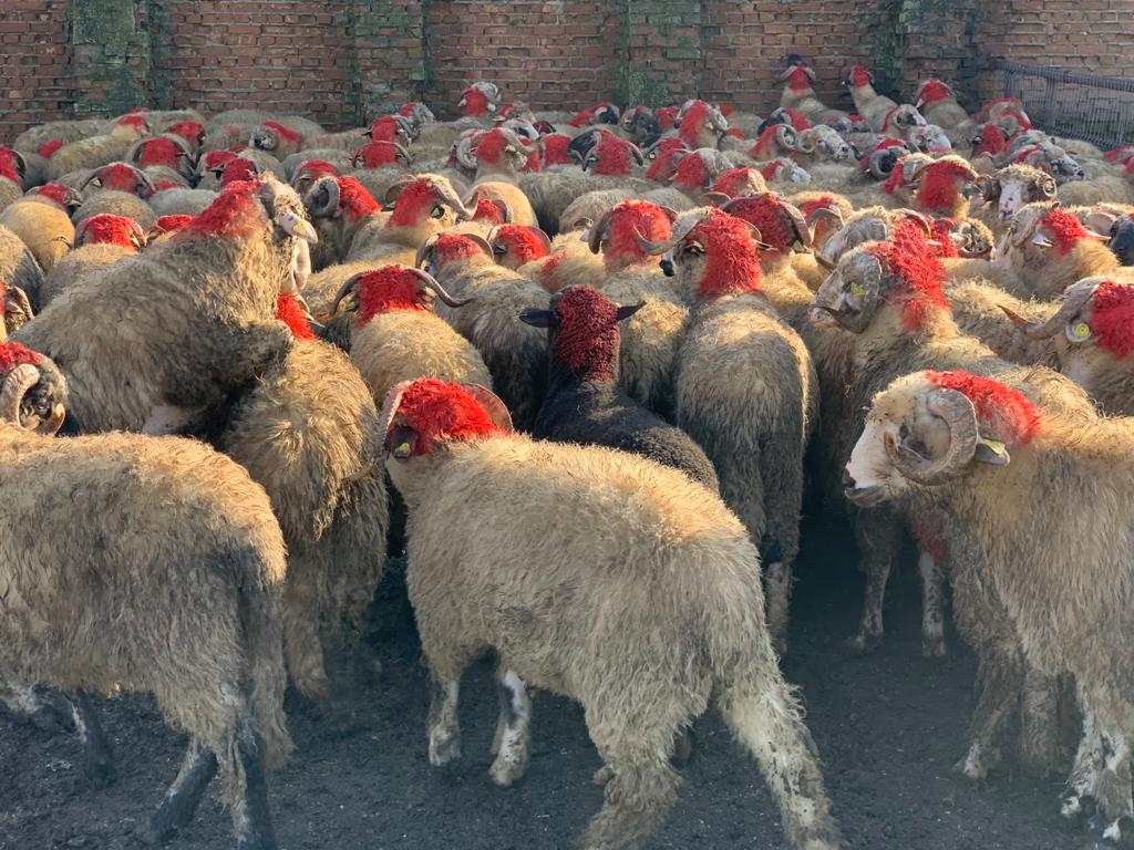 أسعار الأضاحي تصدم المغاربة هذه السنة وهذه نسبة الزيادة