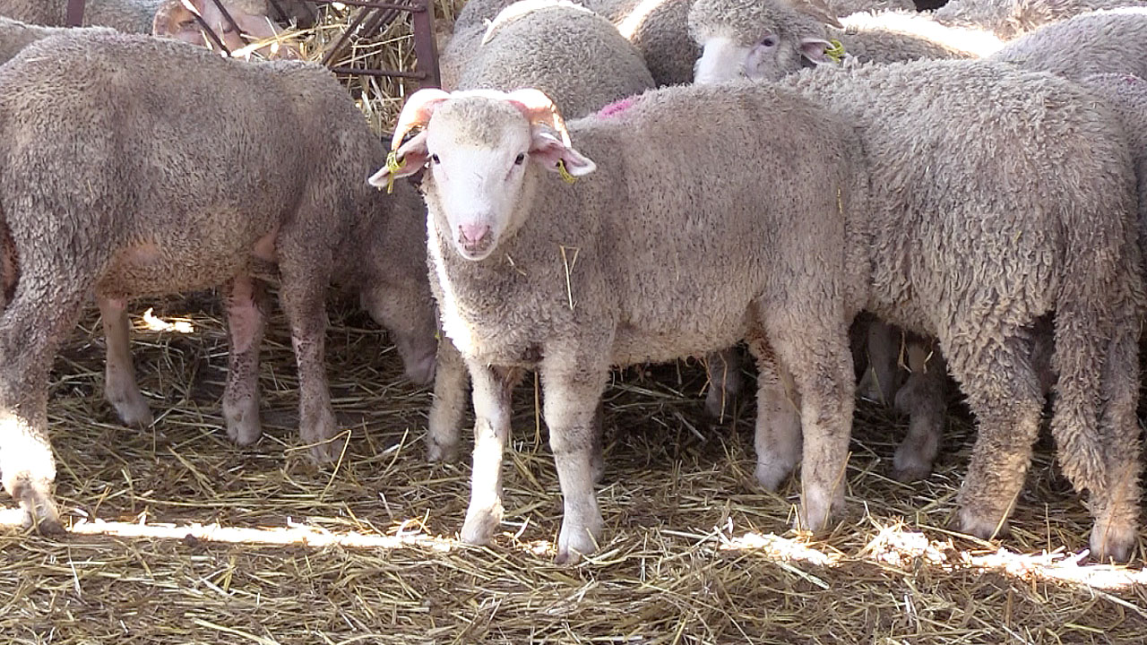 المغرب يراقب بقلق تطورات مرض يهدد الماشية في أوروبا