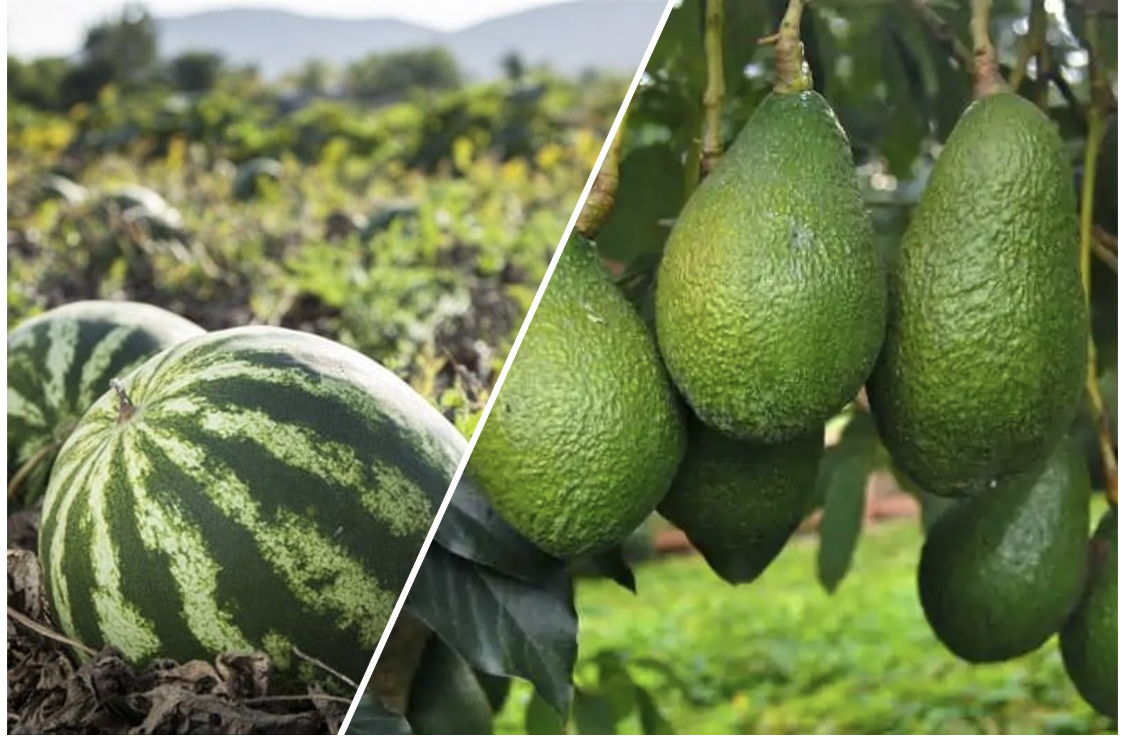 إجراءات صارمة تخص الدلاح والأفوكا في المغرب