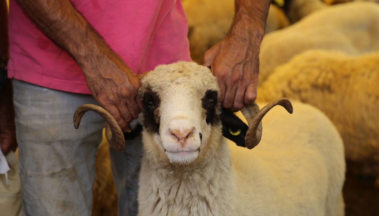 وزير الفلاحة يؤكد أن الإهابة الملكية بعدم الذبح ساهمت في إنقاذ القطيع الوطني من الأغنام والماعز