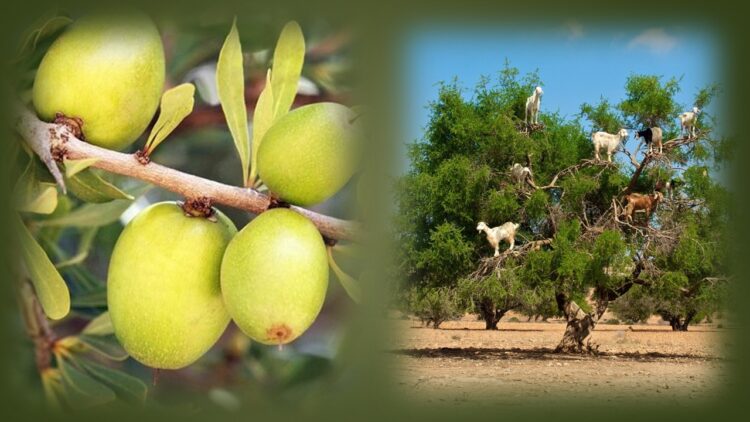 شجرة الأركان