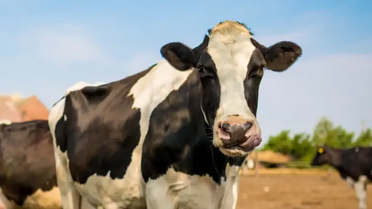 طبيب بيطري من أونسا يقوم بتلقيح بقرة ضمن حملة وطنية وقائية