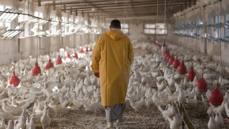 دواجن، دجاج