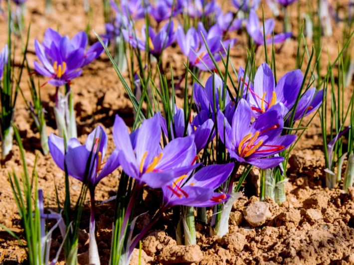 زعفران المغرب الذهب الأحمر ذو المنافع المتعددة