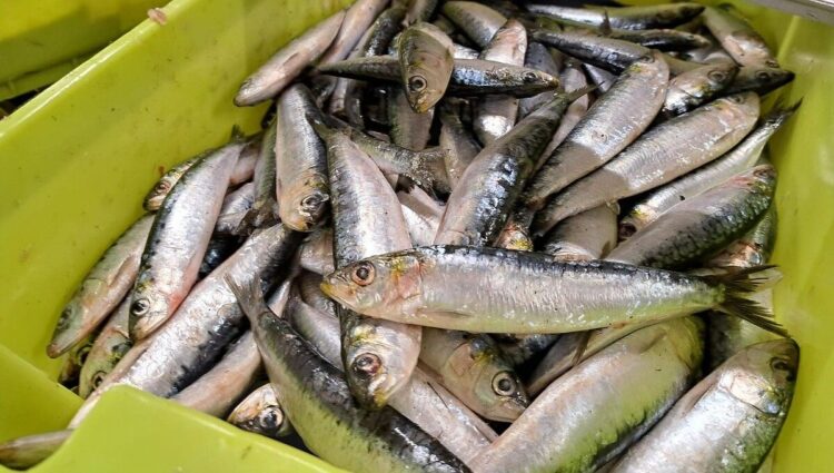 ارتفاع أسعار السردين في الأسواق المغربية