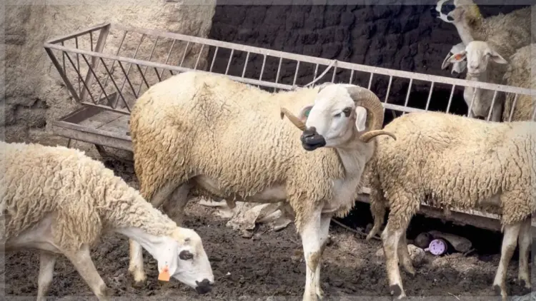أضاحي، أضحية