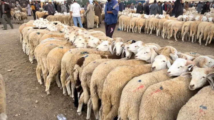 خروف، ماشية، مواشي، أضحية، أضاحي