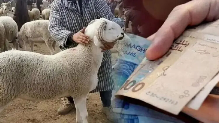 شناقة، وسطاء، حولي، أضحية
